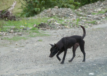 Straßenhunde in Urlaubsländern wie z.B. Thailand können das gefährliche Tollwut-Virus übertragen. (Bild: Isabel B. Meyer/fotolia.com)