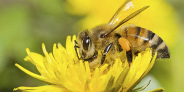 Eine Vielzahl von Pflanzen ist auf die Bestäubung der Blüten durch Bienen angewiesen. Bleibt diese aus, drohen gravierende Folgen. (Bild: Top Photo Group/fotolia.com)