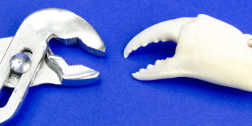 Die Bionik beschäftigt sich mit der Übertragung von Anregungen aus der Natur auf die Technik. (Bild: Michael Tieck/fotolia.com)