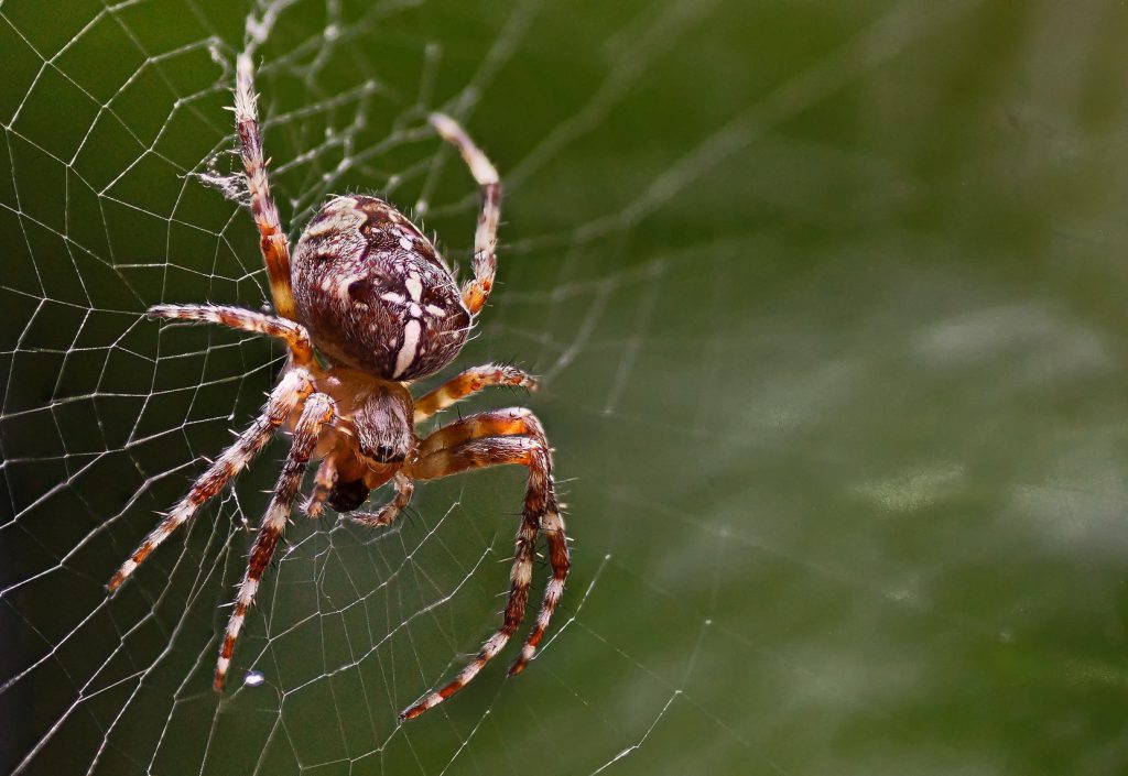 Eine Kreuzspinne auf einem Spinnennetz