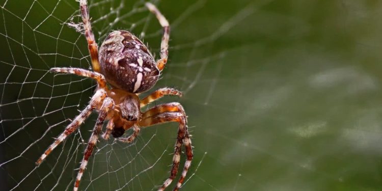 Eine Kreuzspinne auf einem Spinnennetz