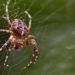 Eine Kreuzspinne auf einem Spinnennetz