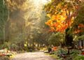 Blick über einen herbstlichen Friedhofsweg