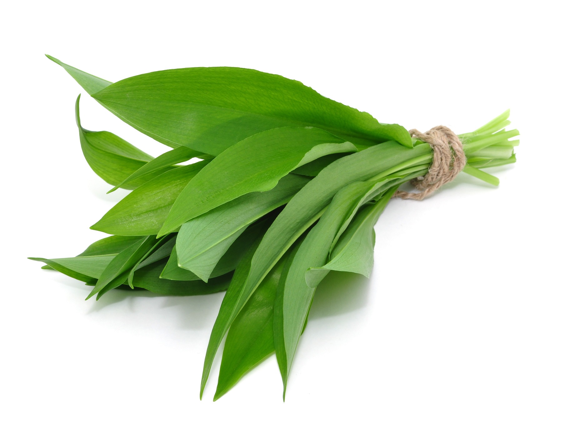 Bärlauch – Heilpraxis Bärlauch – Heilpraxis