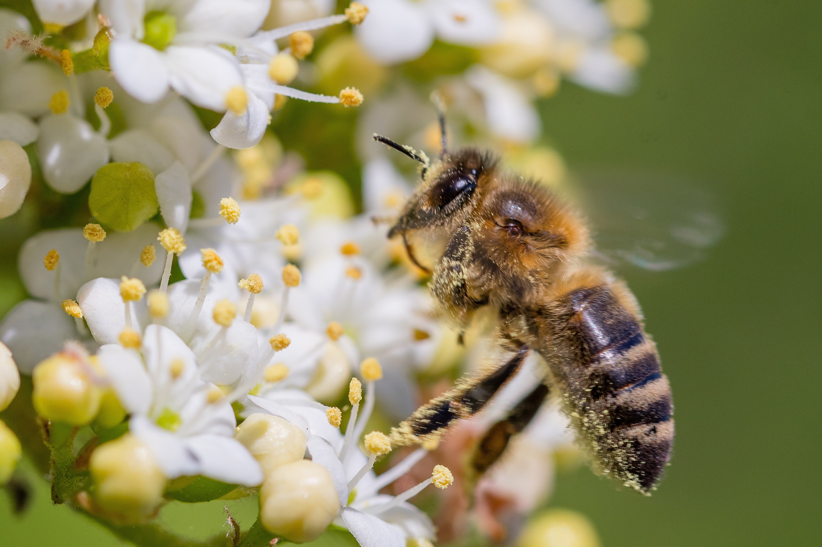 Bienen – Heilpraxis