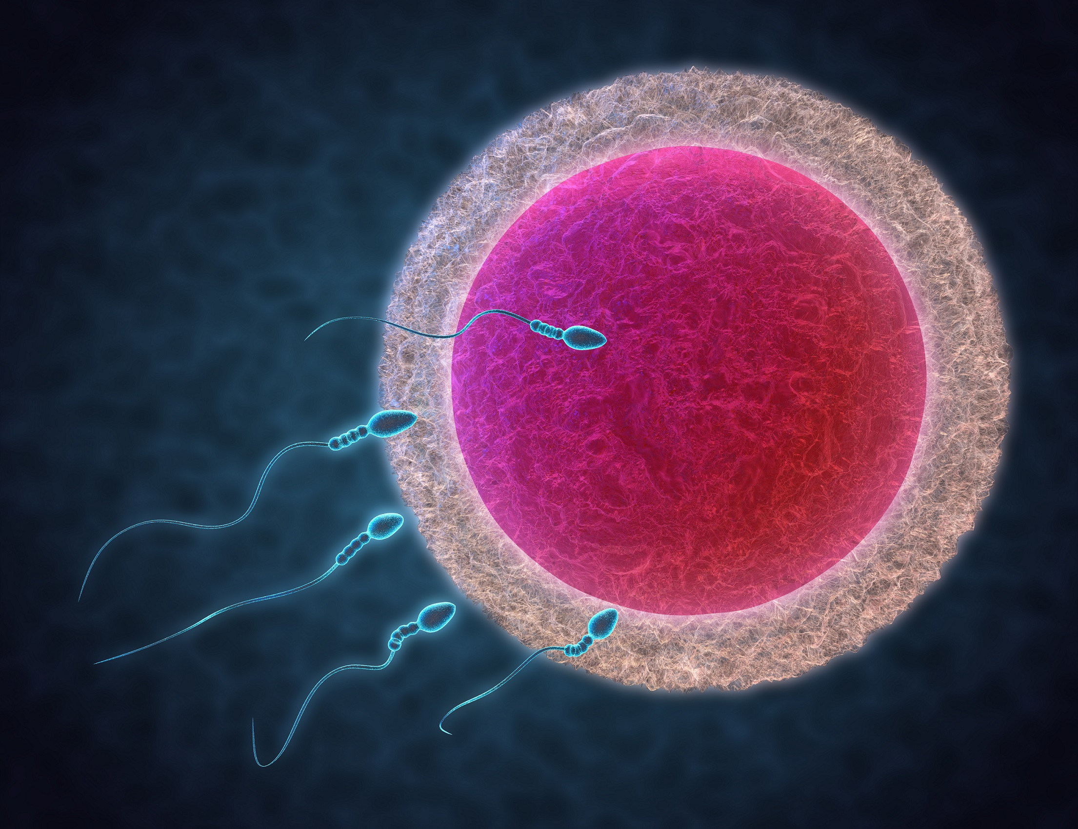 Яйцеклетки сохраняют способность к оплодотворению. Яйцеклетка. Яйцеклетка в микроскопе. Яйцеклетка под микроскопом. Яйцеклетка и сперматозоид под микроскопом.