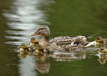 In ihrem Buch "Evolution in vier Dimensionen: Wie Genetik, Epigenetik, Verhalten und Symbole die Geschichte des Lebens prägen" beschreiben Eva Jablonka und Marion J. Lamb eine erweiterte und differenziertere Evolutionstheorie. (Bild: hecke71/fotolia.com)