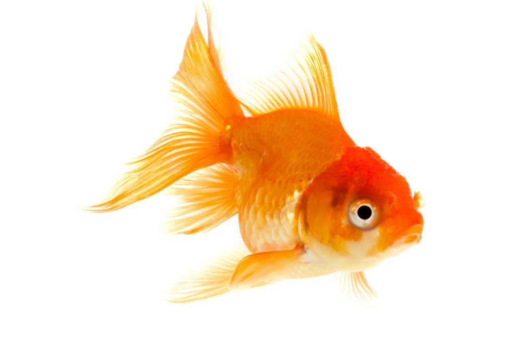 Uberlebenskunst Goldfische Konnen Bei Sauerstoffmangel Milchsaure In Alkohol Umwandeln Heilpraxis