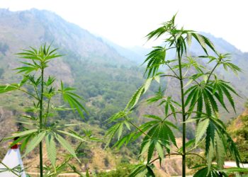 In Indien ist die orale Einnahme von Produkten aus den Blättern der Hanfpflanze legal. (Bild: kikisora/fotolia.com)
