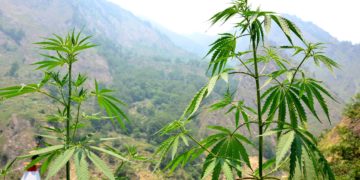 In Indien ist die orale Einnahme von Produkten aus den Blättern der Hanfpflanze legal. (Bild: kikisora/fotolia.com)