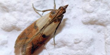 Lebensmittelmotten lassen sich in der Regel mit natürlichen Hausmitteln gut beseitigen, allerdings ist mitunter etwas Geduld gefragt. (Bild: JuergenL/stock.adobe.com)