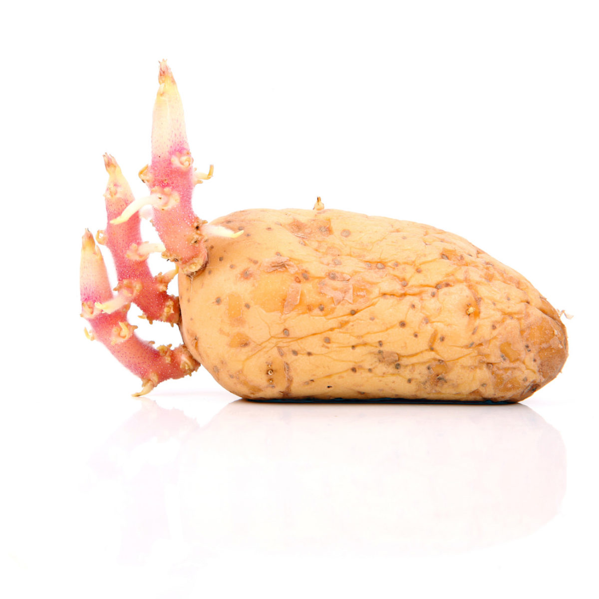 Grune Stellen Und Triebe Wenn Kartoffeln Giftig Fur Menschen