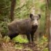 Die Afrikanische Schweinepest hat sich seit Juni 2017 400 km nach Westen ausgebreitet und nähert sich Sachsen.
 (prochym/fotolia)