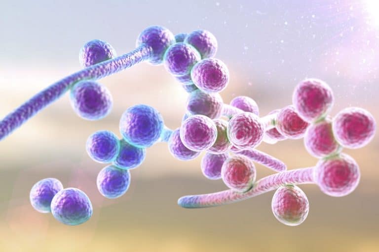 Hausmittel gegen Candida – Naturheilkunde & Naturheilverfahren Fachportal