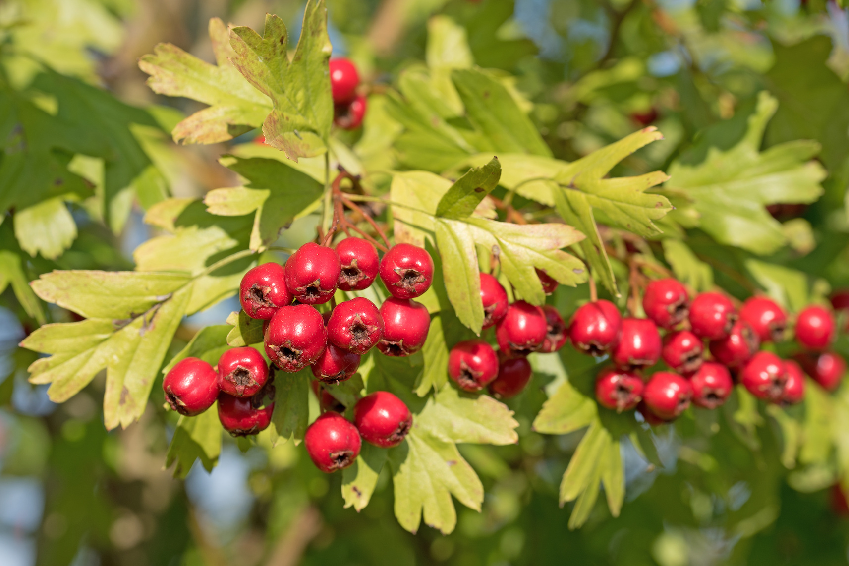 Bessere Gesundheit durch Weißdorn- Wie können die roten Beeren ...