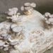 Nicht jeder Pilz wächst auf jedem Nährboden. Austernpilze gedeihen zum Beispiel gut auf Stroh. (Bild: ermess/fotolia.com)