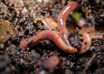 Eine aus der Leibeshöhle von Regenwürmern gewonnene Flüssigkeit könnte möglicherweise bei der Entwicklung eines Arzneimittels gegen Lungenkrebs eingesetzt werden. (Bild: patila/fotolia.com)