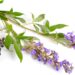Blüten, Blätter und Früchte des Mönchspfeffers vor weißem Hintergrund