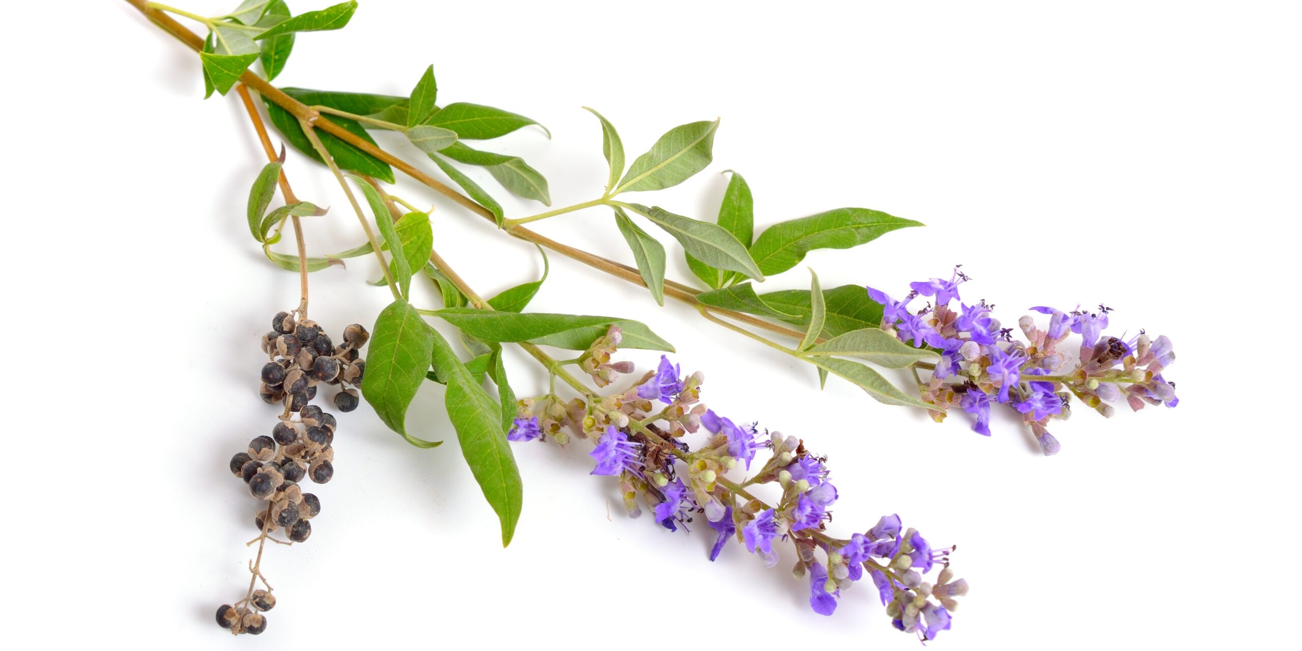 Vitex agnus castus. Витекс священный растение. Vitex "quinata". Прутняк обыкновенный.