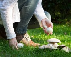 Mann beim Pilzesammeln auf der Wiese