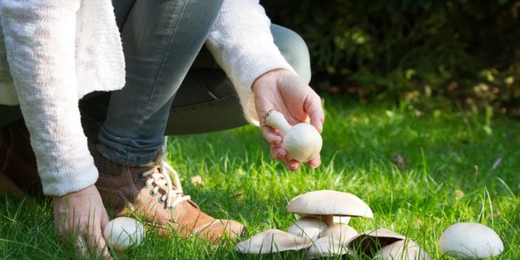 Mann beim Pilzesammeln auf der Wiese