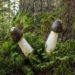 Morcheln und die unterirdischen Fruchtkörper der Trüffeln galten als potenzfördernd. (Bild: Robert Schneider/fotolia.com)