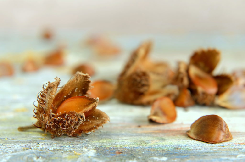 Bucheckern Gesund und Lecker Heilpraxis