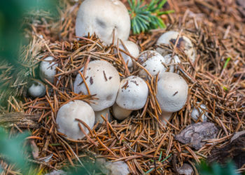 Wild wachsende Champignons. Pilz des Jahres 2018. Bild: Ralf Geithe-fotolia