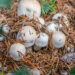 Wild wachsende Champignons. Pilz des Jahres 2018. Bild: Ralf Geithe-fotolia