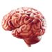 Das Gehirn ist ein äußerst komplexes System, dessen Entwicklung durch eine Vielzahl unterschiedlicher Faktoren beeinflusst wird. (Bild: eranicle/fotolia.com)