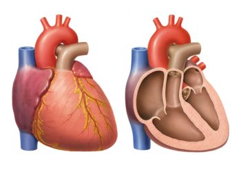Das Herz besteht aus zwei Vorhöfen und zwei Kammern, die durch Klappen und Scheidewände voneinander getrennt sind. (Bild: lom123/fotolia.com)