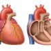 Das Herz besteht aus zwei Vorhöfen und zwei Kammern, die durch Klappen und Scheidewände voneinander getrennt sind. (Bild: lom123/fotolia.com)