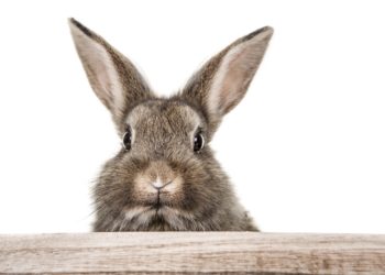 In Deutschland breitet sich die sogenannte Rabbit Hemorrhagic Disease (RHD) immer weiter aus. Die Seuche endet für Kaninchen meist tödlich. (Bild: drubig-photo/fotolia.com)