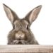 In Deutschland breitet sich die sogenannte Rabbit Hemorrhagic Disease (RHD) immer weiter aus. Die Seuche endet für Kaninchen meist tödlich. (Bild: drubig-photo/fotolia.com)