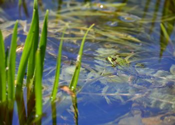 Geeignete Unterwasserpflanzen sind beispielsweise die Krebsschere oder Wasserpest. (Bild: Reiner P./fotolia.com)