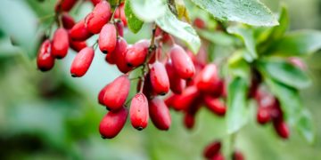 Die säuerlich schmeckenden Früchte der Berberitze enthalten viele Vitamine. (Bild: lepatriote/fotolia.com)