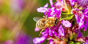 Das Weiderichgewächs zählt zu den wichtigsten Insektenweiden und versorgt Bienen, Schwebfliegen und Falter mit Nektar. (Bild: hjschneider/fotolia.com)