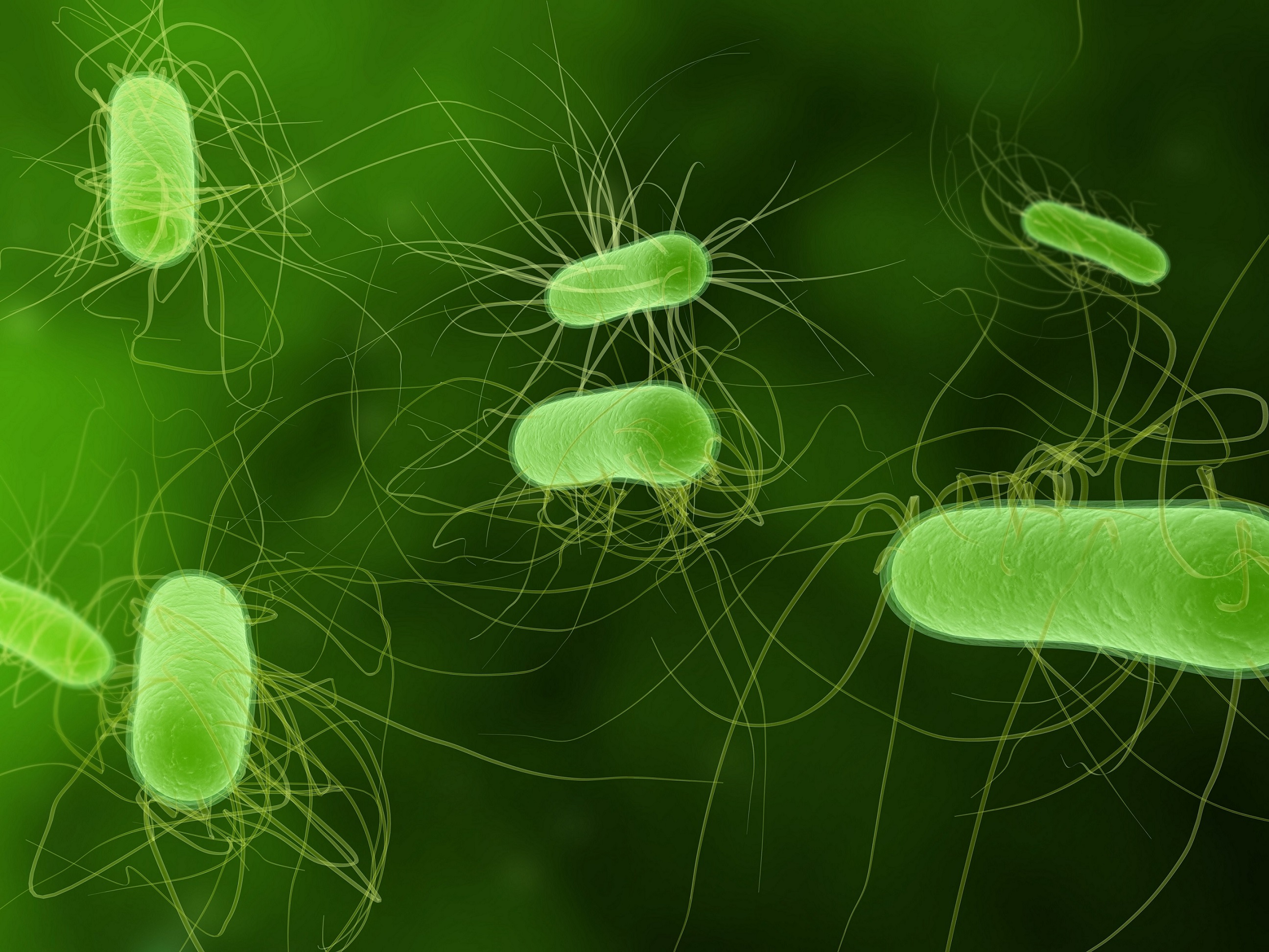 E coli. Бактерия Escherichia coli. Термофильные бактерии. Термофилы микроорганизмы. Термофильные бациллы.