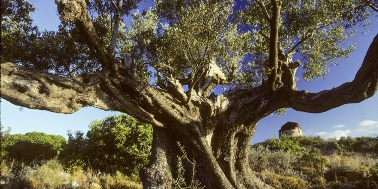 Bild eines Olivenbaums