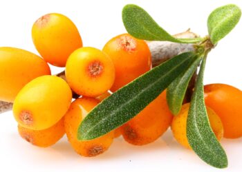 Orangefarbene Sanddornbeeren mit grünen Blättern vor weißem Hintergrund