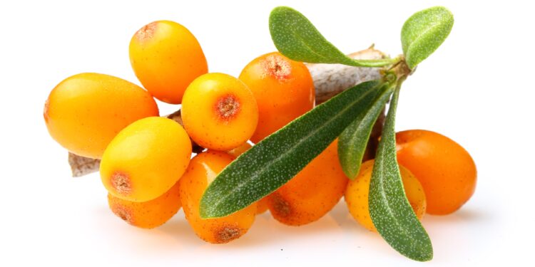 Orangefarbene Sanddornbeeren mit grünen Blättern vor weißem Hintergrund