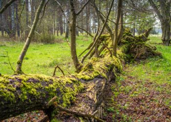 Totholz bildet die Lebensgrundlage für eine Vielzahl von Tier- und Pflanzenarten. (Bild: lights4u/fotolia.com)
