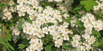 Der Weißdorn ist für eine natürliche Hecke hervorragend geeignet. (Bild: M. Schuppich/fotolia.com)