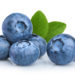 Blaubeeren-Extrakt zeigte förderliche Effekte. Bild: azure-fotolia