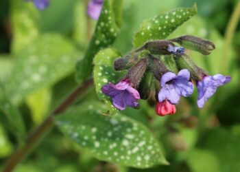 Violette und rosafarbene Blüten und weißgepunktete grüne Blätter des Lungenkrauts