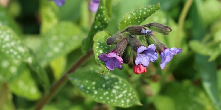 Violette und rosafarbene Blüten und weißgepunktete grüne Blätter des Lungenkrauts