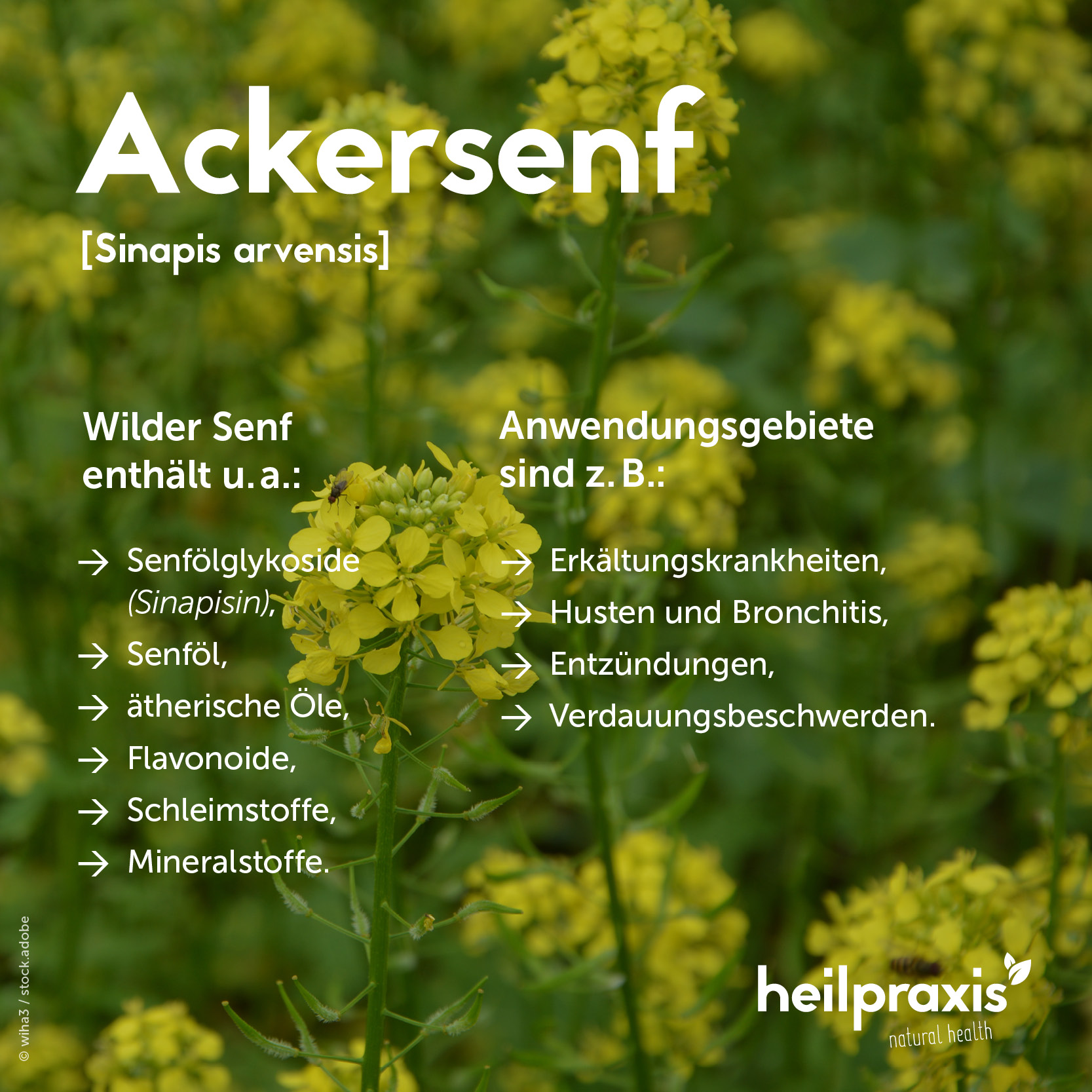 Übersichtsgrafik der Inhaltsstoffe und Anwendung von Ackersenf