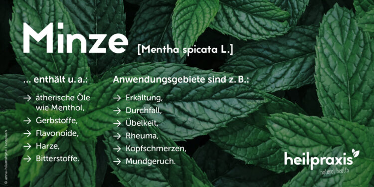 Übersicht der wichtigsten Inhalttstoffe und Anwendungsgebiete von Minze