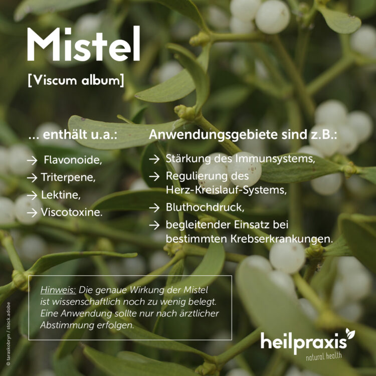 Übersicht der wichtigsten Inhaltsstoffe und Anwendungsgebiete der Mistel oder des Mistelkrauts Viscum album