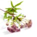 Die Heilpflanze kann unter anderem bei Erkältungen, Fieber und Menstruationsbeschwerden helfen. (Bild: tunedin
/fotolia.com)
